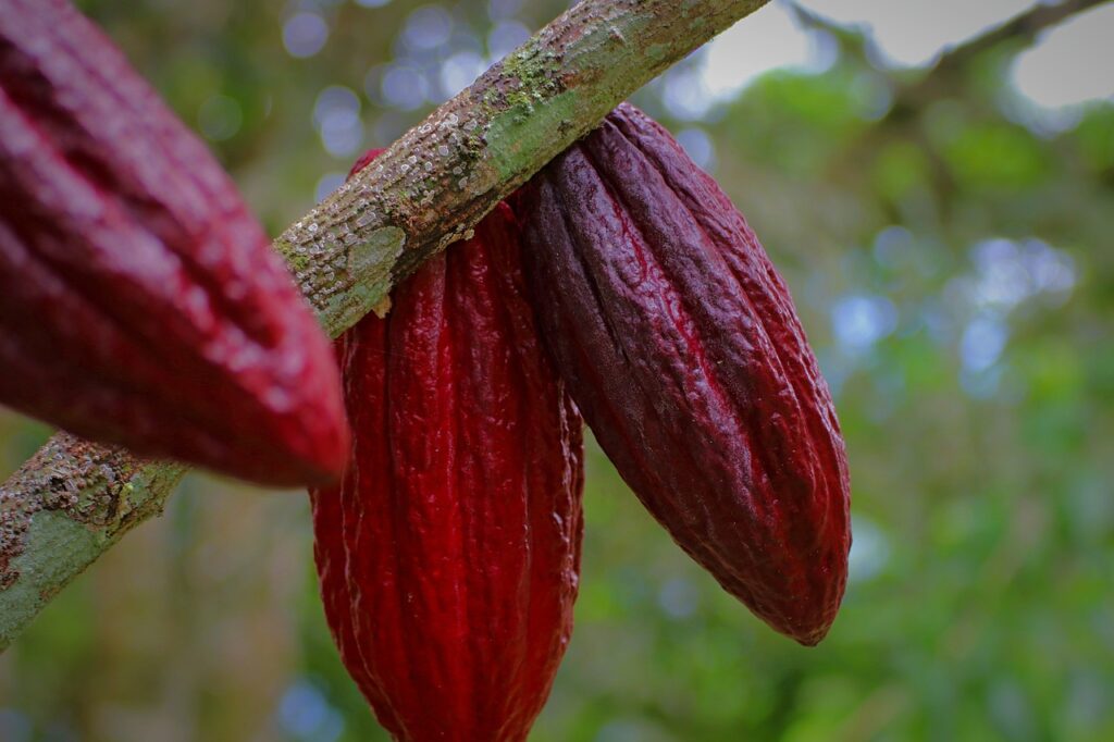 cacao pod, cacao fruit, cacao